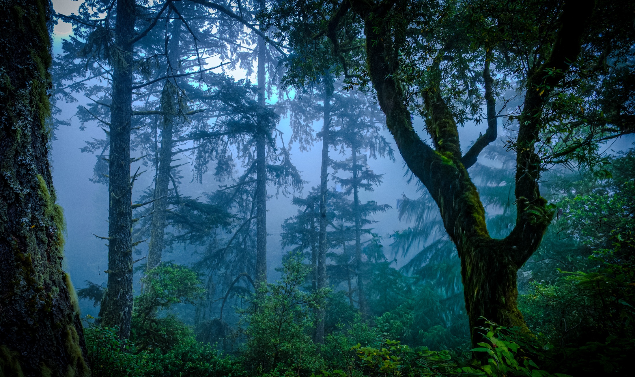 Forests